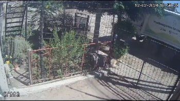 Video: un recolector de basura pateó a una perrita y quedó grabado