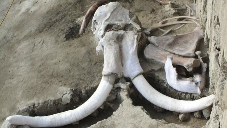 Hallaron fósiles de mamuts atrapados en trampas de cazadores