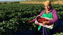 Primitiva, productora de fruta fina de Plottier. Primitiva, productora de fruta fina de Plottier.