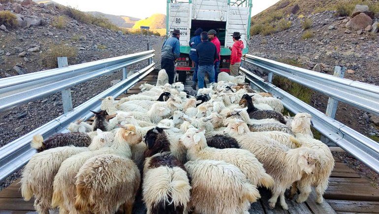 Los crianceros de El Cholar lograron vender sus chivos