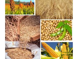 Se trata de una oportunidad clave para el complejo agroexportador. Se trata de una oportunidad clave para el complejo agroexportador.