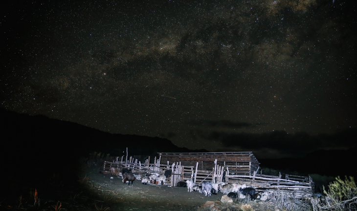 La técnica de perros protectores reduce los daños por depredación entre un 84% y un 100%. Foto: Federico Gregorio para WCS. La técnica de perros protectores reduce los daños por depredación entre un 84% y un 100%. Foto: Federico Gregorio para WCS.