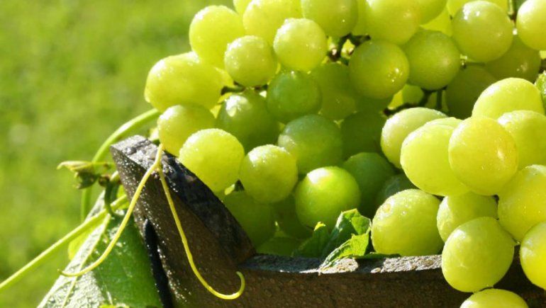 ¿Un vino par descubrir?: Probá con el Semillón