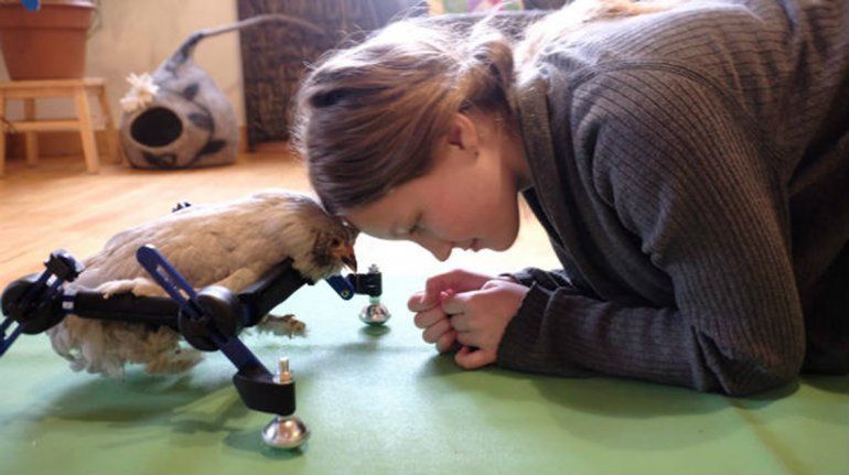 Insólito: tiene como mascota a una gallina discapacitada