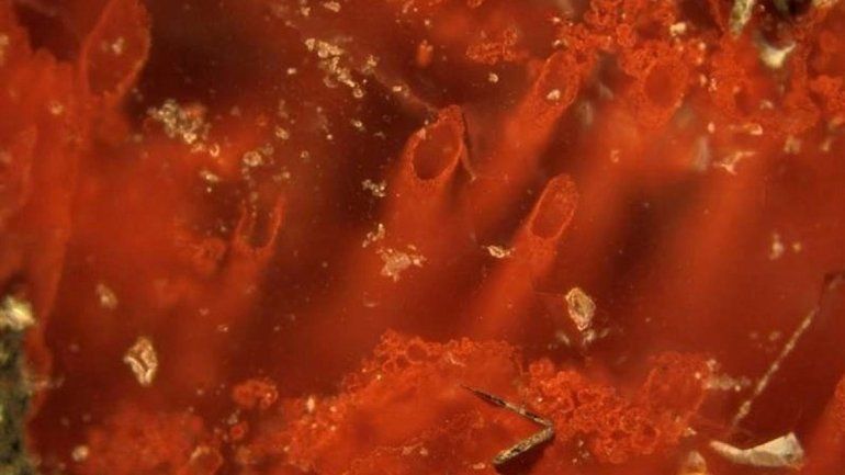 Los cálculos de los investigadores concluyen que la vida en la Tierra comenzó poco después de la formación del planeta.