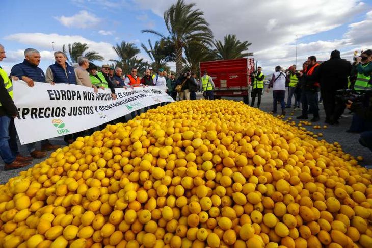 Los agricultores de Alicante tiraron esta semana 8.000 kilos de limones como símbolo de protesta. Los agricultores de Alicante tiraron esta semana 8.000 kilos de limones como símbolo de protesta.