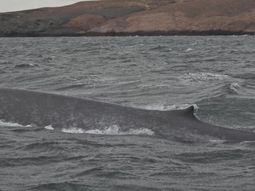 Fotografiaron una ballena azul en la costa de Chubut. Fotografiaron una ballena azul en la costa de Chubut.