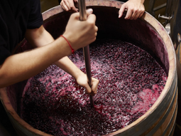 Hacia un nuevo modelo: El plan estratégico de San Juan contempla la reconversión de 21.800 hectáreas. Hacia un nuevo modelo: El plan estratégico de San Juan contempla la reconversión de 21.800 hectáreas.