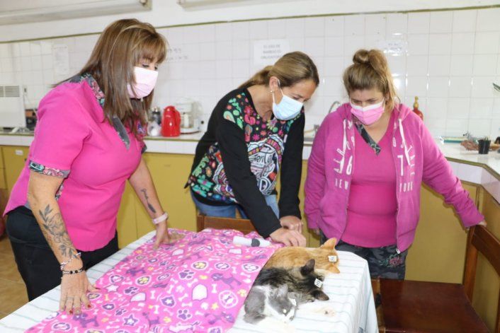 En una mañana, la Municipalidad castró a 70 gatos