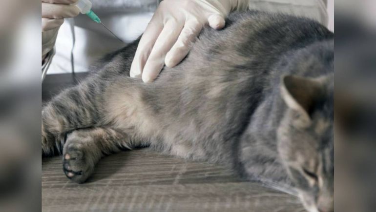 Es importante vacunar perros y gatos contra la rabia. Es importante vacunar perros y gatos contra la rabia.