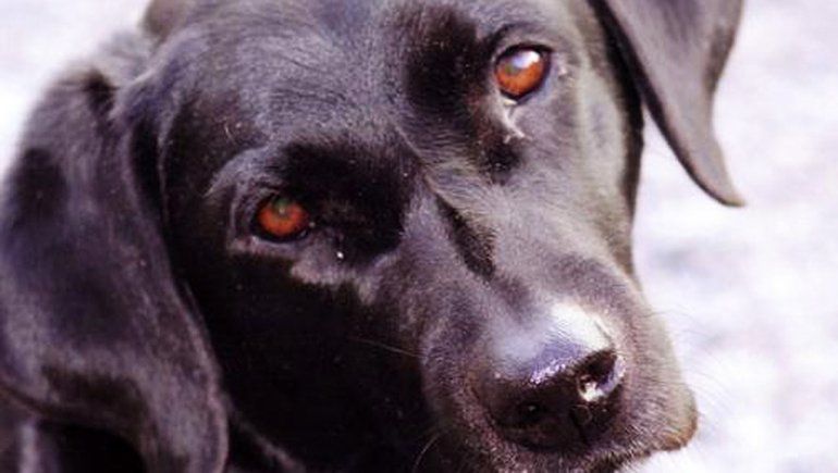 Imagen ilustrativa&nbsp;