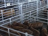 Esta semana ya comenzó a bajar la hacienda, producto de una caída de la demanda minorista.