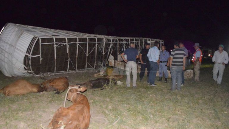 La jaula donde iban las vacas volcó y los vecinos se le fueron encima.