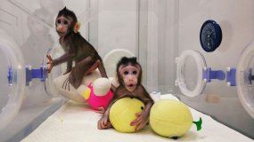 Los primates clonados son macacos de cola larga y fueron llamados Zhong Zhong y Hua Hua. La creación se produjo en el Instituto de Neurociencia de la Academia China de Ciencias.