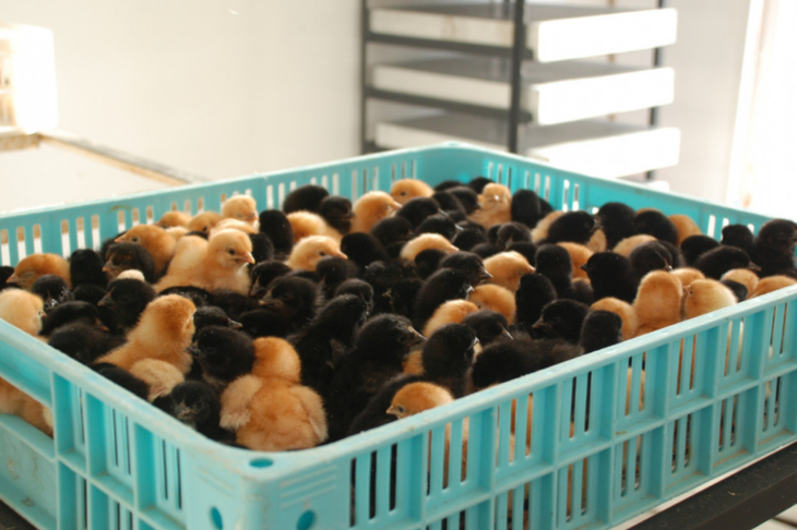 En junio nacieron 200 pollitas Negras INTA. Foto: gentileza En junio nacieron 200 pollitas Negras INTA. Foto: gentileza