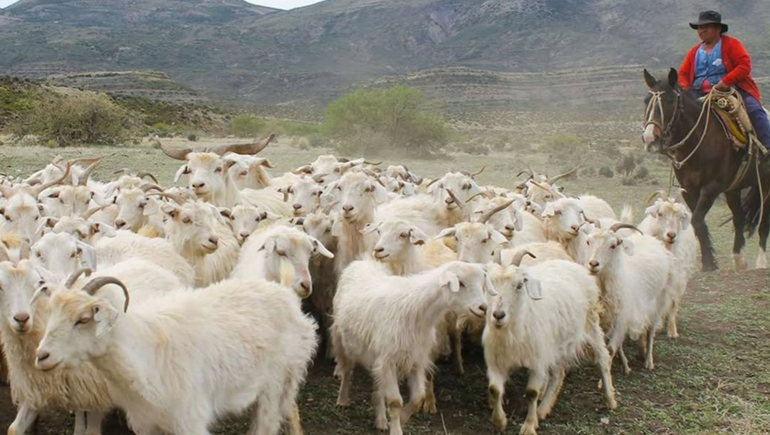 Nuevas obras para el desarrollo de la trashumancia en el norte neuquino: mejores condiciones para crianceros