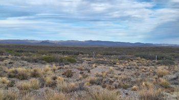 Preservar pastizales y cambiar el manejo del campo podría generar nuevos ingresos para productores patagónicos a través de la venta de créditos de carbono. | LM Neuquen Preservar pastizales y cambiar el manejo del campo podría generar nuevos ingresos para productores patagónicos a través de la venta de créditos de carbono.