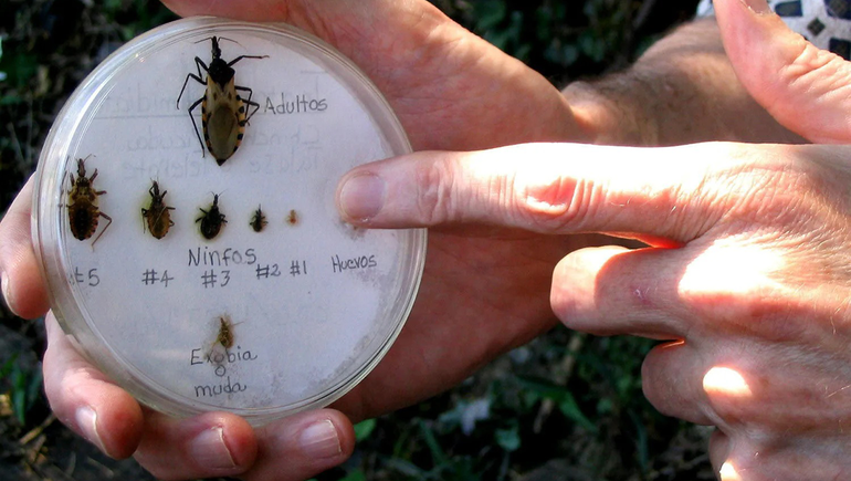 El mal de Chagas afecta a muchas personas en Latinoamérica. El mal de Chagas afecta a muchas personas en Latinoamérica.