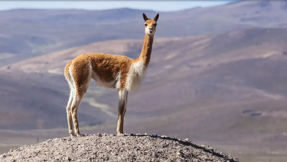 Patagonia estudia cómo agregar valor a la fibra más cara del mundo