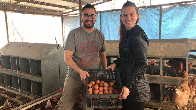 Producen huevos naturales a partir de gallinas libres