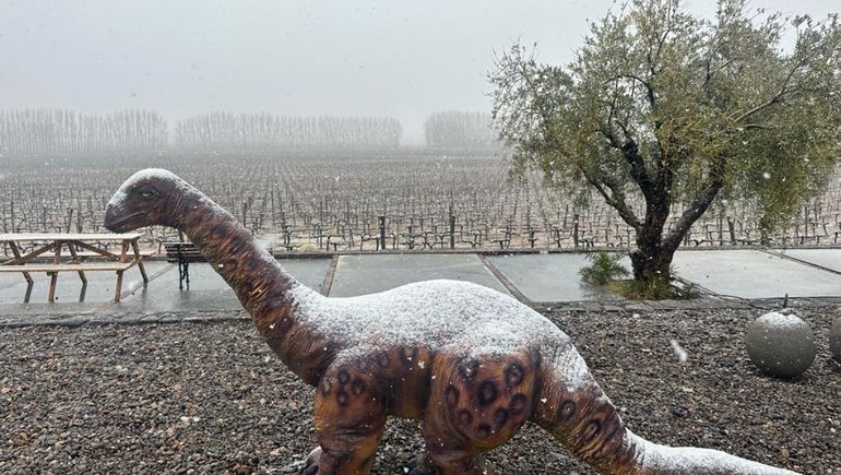La nieve tiñó de blanco los viñedos en San Patricio del Chañar