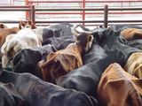 Las vacas de refugo son aquellas que ya no se destinaran para la reproducción.