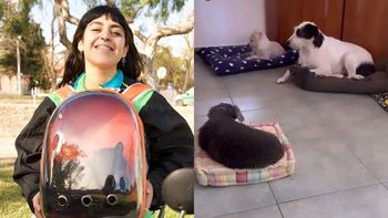 Guardería para perros y cuidado de gatos para las vacaciones: qué servicios ofrecen y cuánto salen