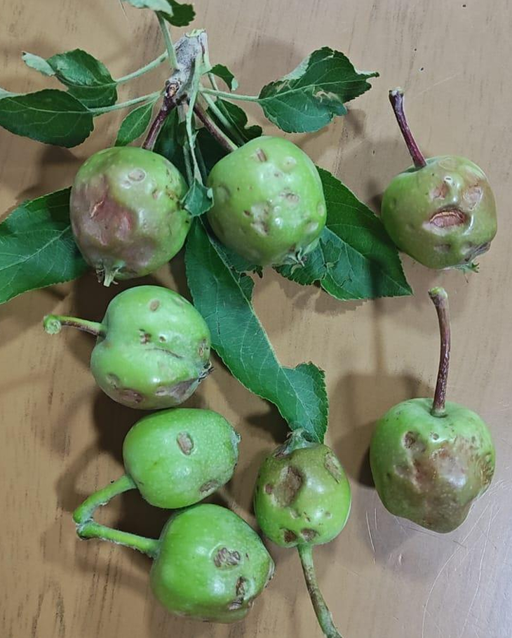 Daño por granizo en manzana. Zona Paso Córdoba, fecha: 11-11-2025. Foto: INTA Daño por granizo en manzana. Zona Paso Córdoba, fecha: 11-11-2025. Foto: INTA