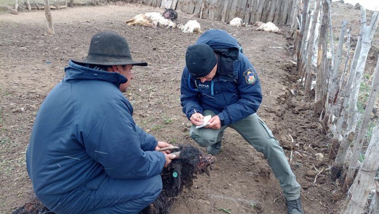 Perros cimarrones mataron a más de 30 chivos en un paraje del norte neuquino