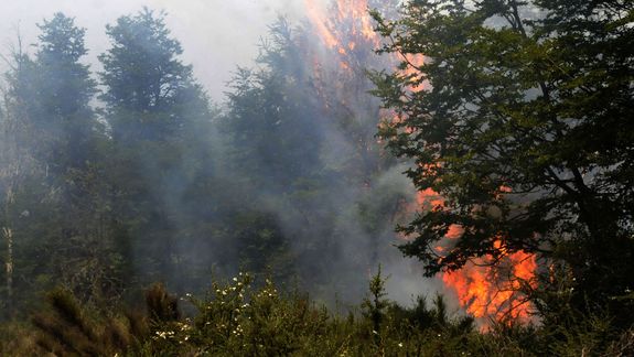 ¿Vecinos o turistas? quiénes causan los incendios en los bosques de San Martín