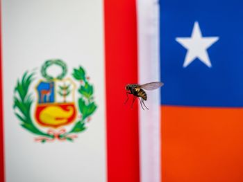 Los conflictos entre Perú y Chile volvieron a emerger, esta vez de la mano de los problemas fitosanitarios. 