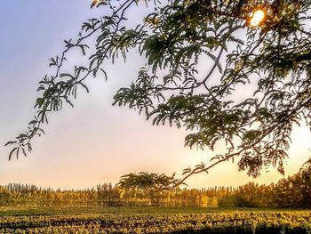 San Patricio del Chañar se destaca por sus características para el cultivo de la vid. Foto: @malmawines