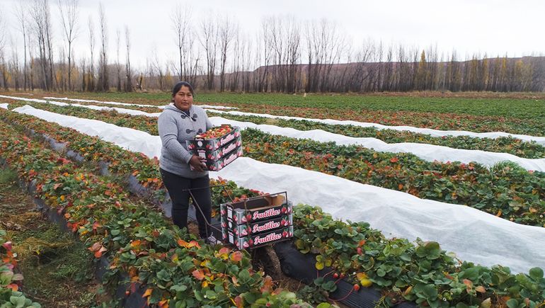 Mujeres de la tierra: dueñas y hacedores de su propia producción familiar