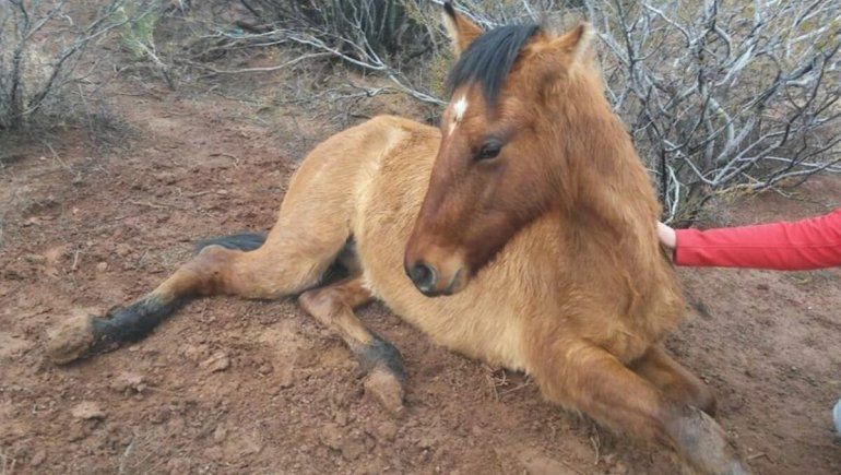 Plottier: rescataron a un potrillo que apareció lastimado