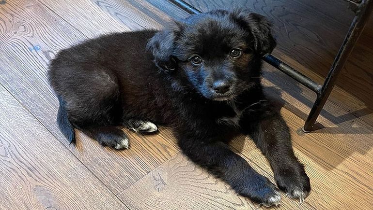 El polémico perro de la cantante Lilly Allen. El polémico perro de la cantante Lilly Allen.