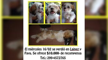 denuncian a agenciero por retener a una perrita perdida denuncian a agenciero por retener a una perrita perdida