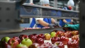 Sensible mejora de los salarios para los trabajadores de la fruta.