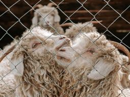 Nos aseguramos de que las cabras estén tranquilas, aseguran. Nos aseguramos de que las cabras estén tranquilas, aseguran.