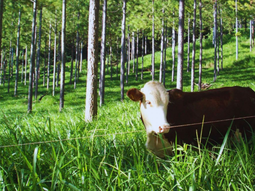 Los cambios microambientales que los árboles proporcionan al suelo favorece el crecimiento de las pasturas Los cambios microambientales que los árboles proporcionan al suelo favorece el crecimiento de las pasturas