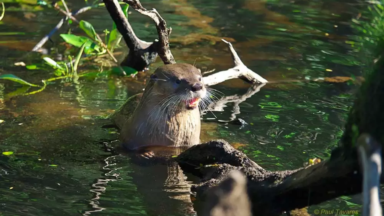 El huillín es una especie en serio riesgo de extinción.