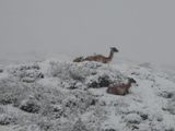 Una de las fotos que tomaron los guardaparques Samanta Subires y Federico Piasentini durante sus recorridas en el crudo invierno del Parque Los Glaciares, en Santa Cruz. 