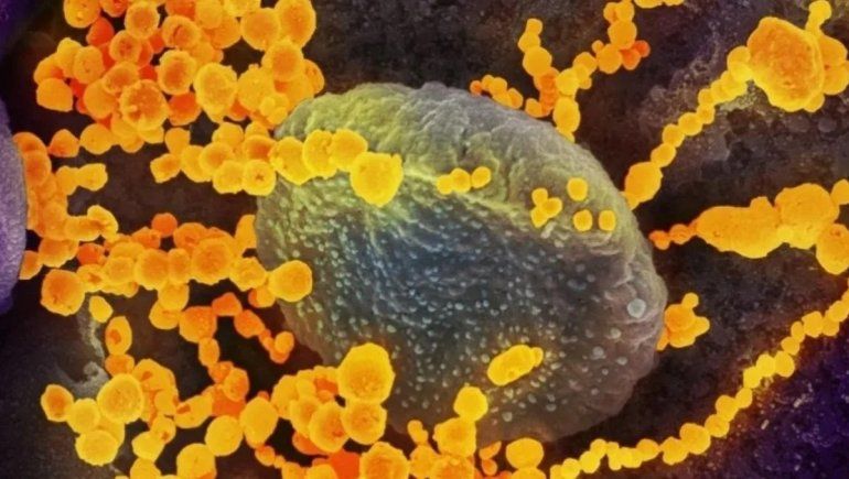 Coronavirus: detectan nueva cepa en Túnez