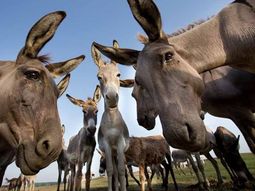 burros para consumo: la reconversion en la patagonia