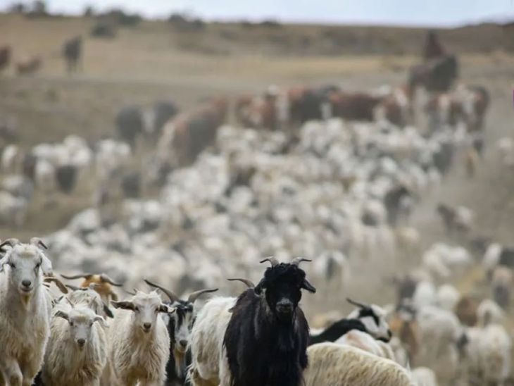 Una pr&aacute;ctica sencilla y adaptable que permite transformar un per&iacute;odo cr&iacute;tico en una oportunidad productiva para los sistemas caprinos.