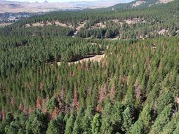 Entre el 50% y el 80%, afectado por la avispa. Foto: gentileza. Entre el 50% y el 80%, afectado por la avispa. Foto: gentileza.