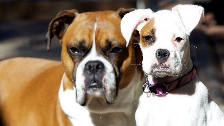 Los perros grandes tienen más memoria