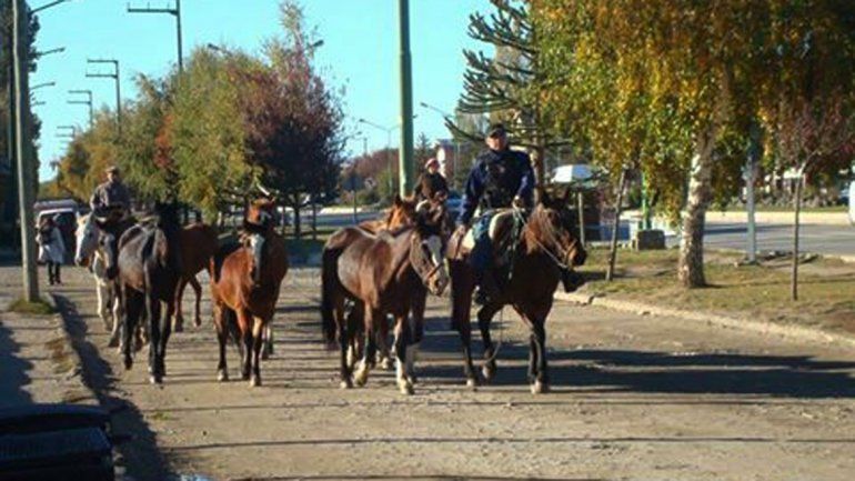 Secuestran 12 caballos sueltos en la Ruta 60 cerca de Junín de los Andes.