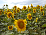Campos de girasol en plena floración en Argentina impulsan el récord de 1,26 Mt exportadas en 2025, un 28,6% más que el año anterior. Foto: Argentina.ar