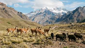 Río Negro impulsa la formalización del jabalí y el guanaco como proteínas de cercanía bajo controles de trazabilidad y sanidad para el mercado comercial.