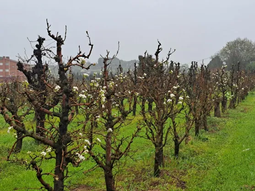 En algunas explotaciones de Lleida se ve muy poca floración. En algunas explotaciones de Lleida se ve muy poca floración.